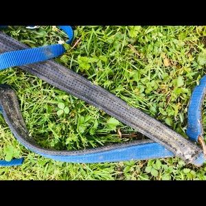 Western breast collar